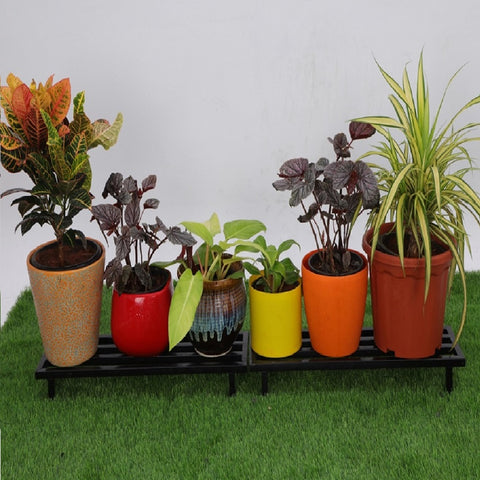 Single Step Boxer Stand 2 ft